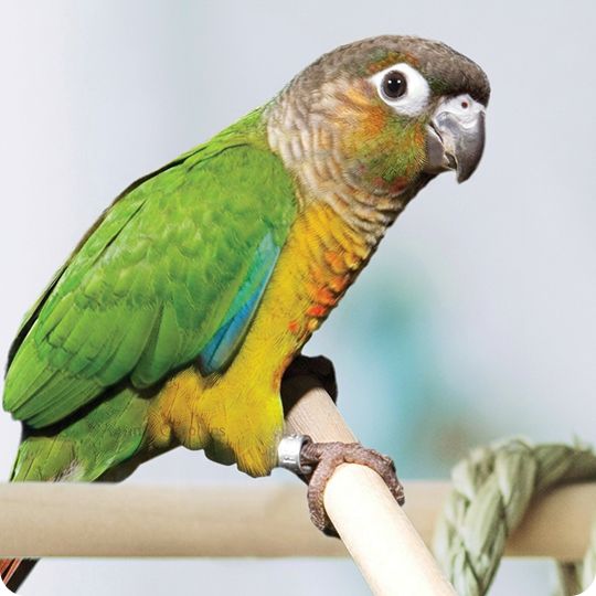 Green & yellow conure perched on a stand