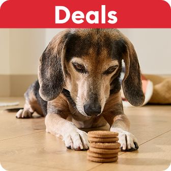 Deals callout and a dog lying on the floor looking at treats
