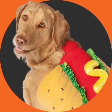 Dog in hot dog costume