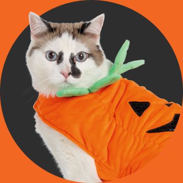 Cat in pumpkin costume