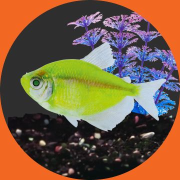 Green fish in tank