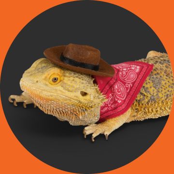 Bearded dragon in cowboy costume