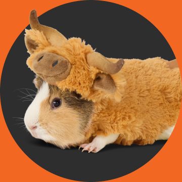 Guinea pig in buffalo costume