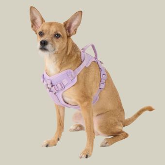 Small dog wearing a Top Paw Adjustable Neoprene Harness