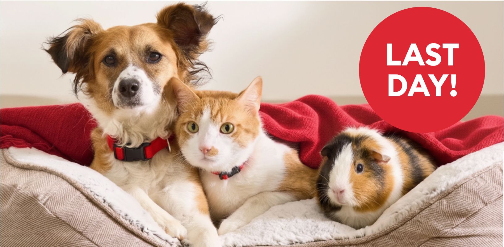 Dog, cat & guinea pig lying together in a pet bed & a LAST DAY badge