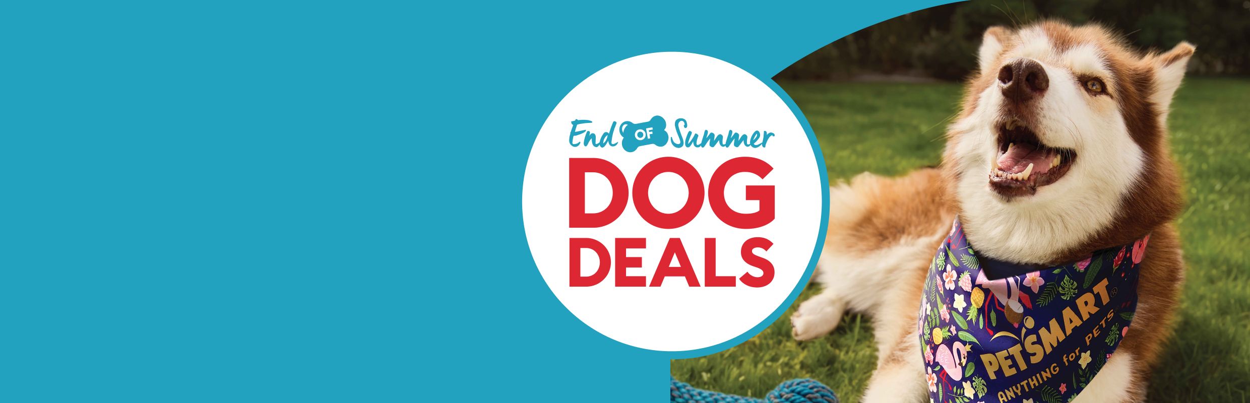 End of Summer DOG DEALS in blue & red with tan & white fluffy dog wearing bandana on grass