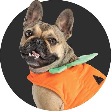 Dog in pumpkin costume