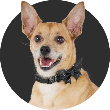Dog wearing collar featuring a bat