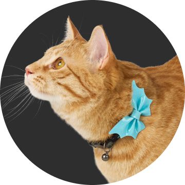 Cat wearing collar featuring a bat