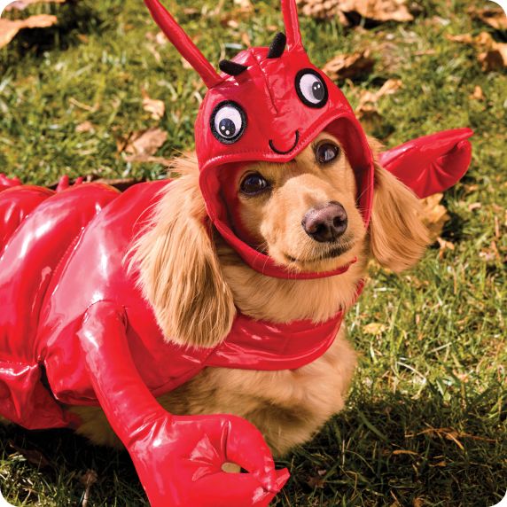 Dog wearing lobster costume in the grass