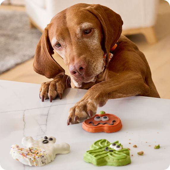 Dog reaching for Halloween-themed dog treats
