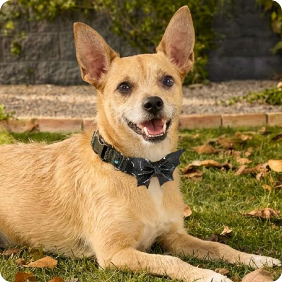 Dog wearing collar featuring a bat
