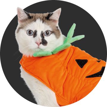 Cat in pumpkin costume