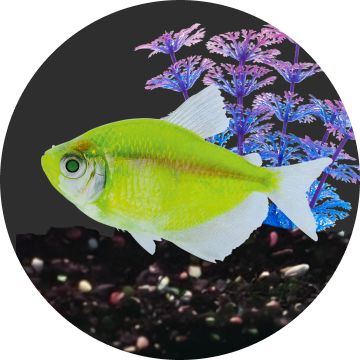 Green fish in tank