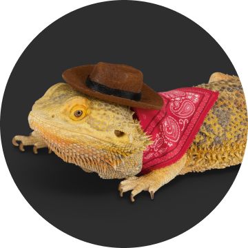 Bearded dragon in cowboy costume
