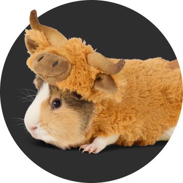 Guinea pig in buffalo costume