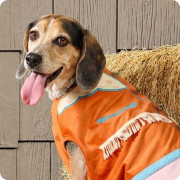 Dog wearing western-themed costume next to stack of hay