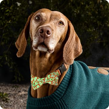 Dog wearing sweater and light-up bow collar