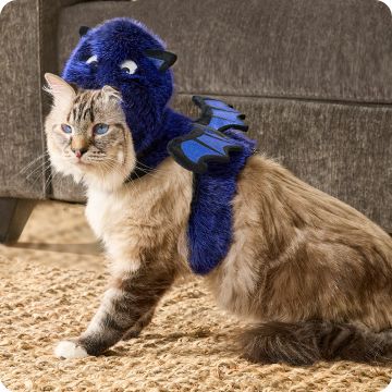 Cat wearing bat costume