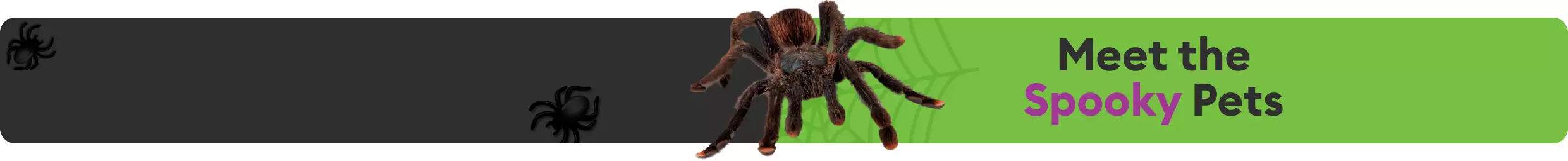 Meet the Spooky Pets message next to spider on graphic of a spiderweb