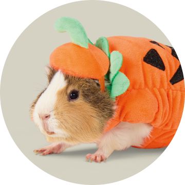 Guinea pig wearing pumpkin costume