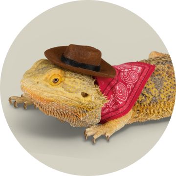 Bearded dragon wearing cowboy costume