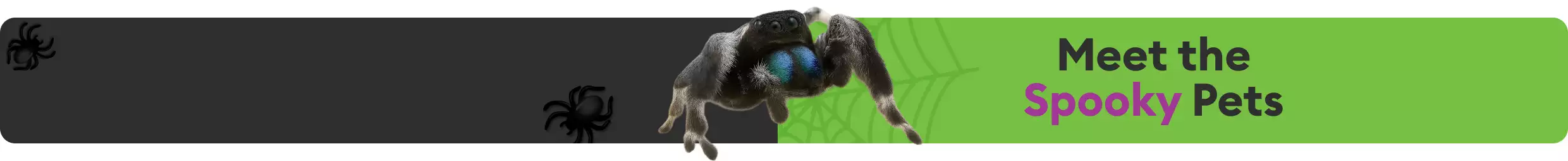Meet the Spooky Pets message next to jumping spider on graphic of a spiderweb