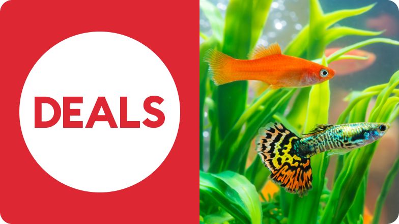 Deals message & two colorful fish swimming in a tank
