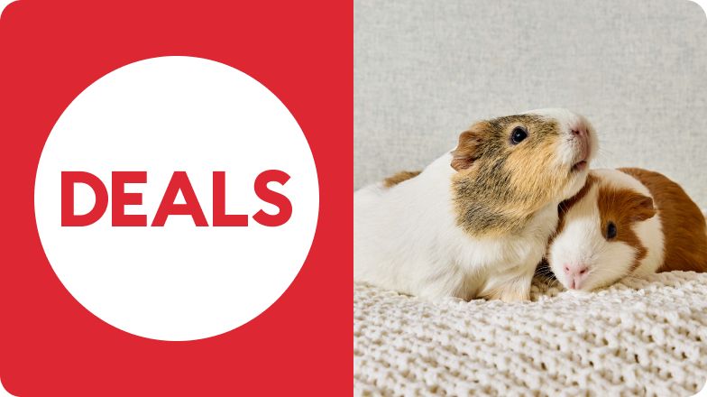 Deals message & two guinea pigs on a blanket