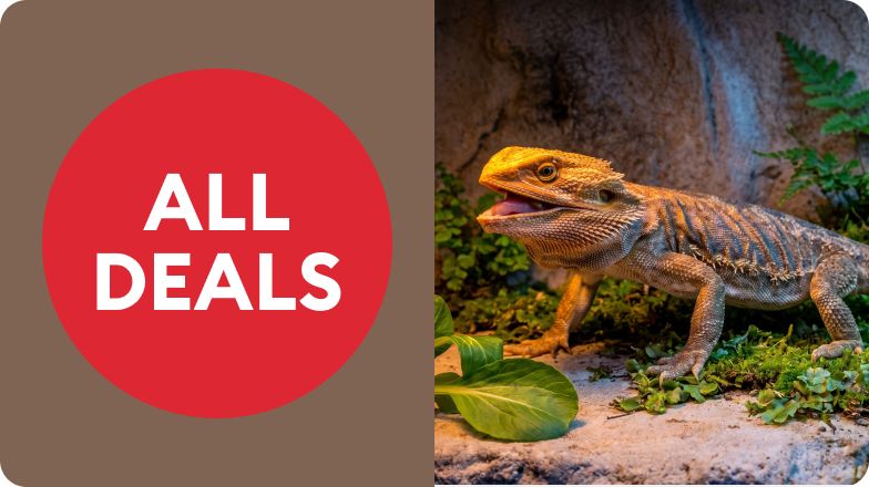 An "All deals" badge and a bearded dragon against a tan rock and plants