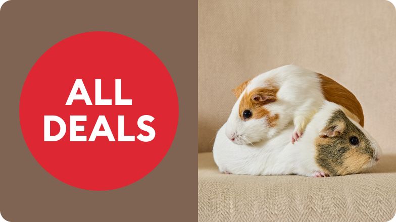 An "All deals" badge and two guinea pigs, one on top of the other, snuggling on a beige background