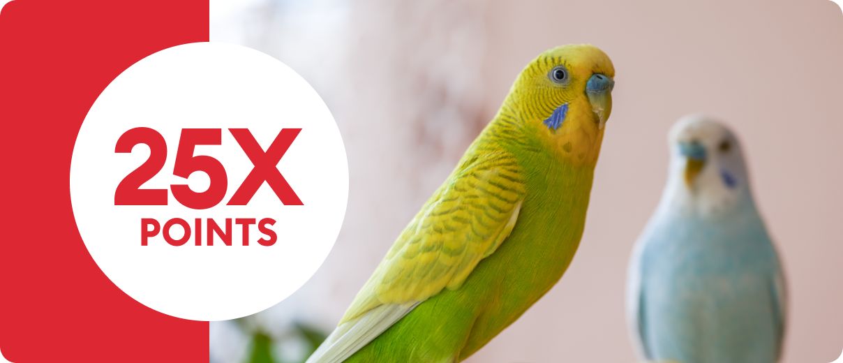 A green parakeet & blue parakeet perched alongside 25X points callout