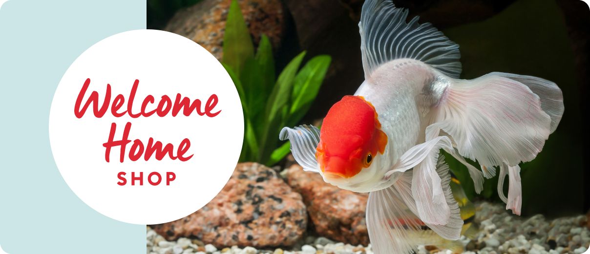 White & red fish swimming in tank & Welcome Home Shop message