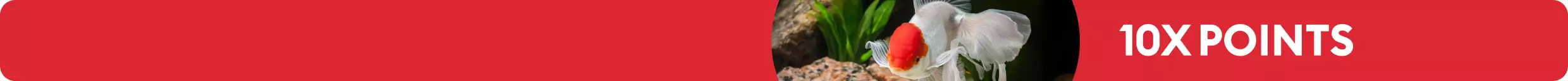 White & red fish swimming in tank & 10X points callout