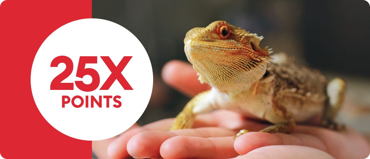 Bearded dragon in person's hand & 25X points callout