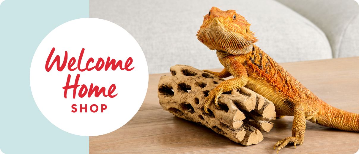 Bearded dragon perched on decorative log & Welcome Home Shop message