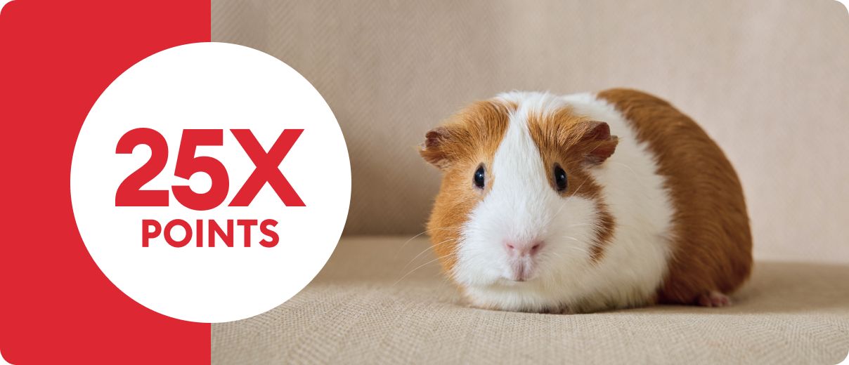 Brown & white guinea pig beside 25X points callout
