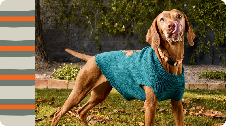 A brown dog in a blue sweater standing in a yard with a striped light grey, dark grey, and orange accent on the side of the image