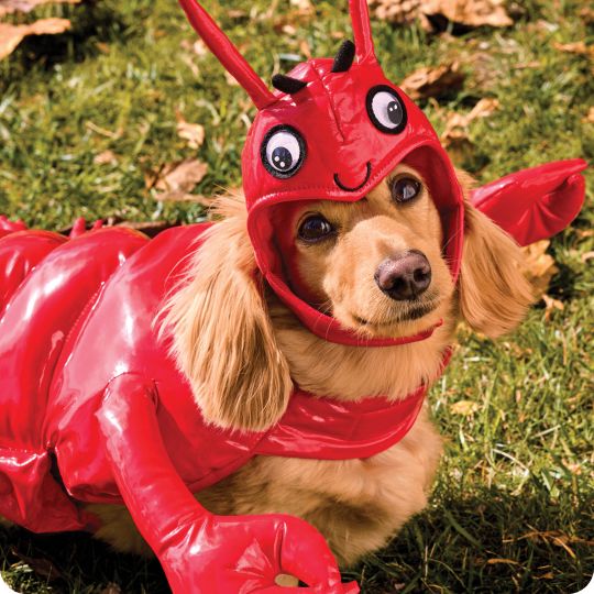 Dog wearing lobster red costume
