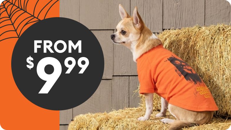 Dog in t-shirt for halloween