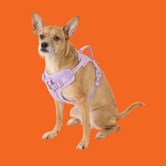 Dog wearing a Top Paw Adjustable Neoprene Harness