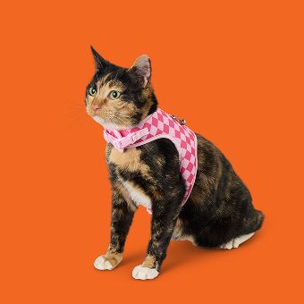 Cat wearing a Whisker City harness