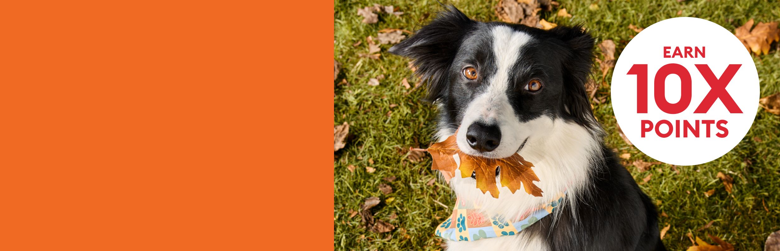 Black & white dog holding a fall leaf while wearing a seasonal bandana & an earn 10X points callout