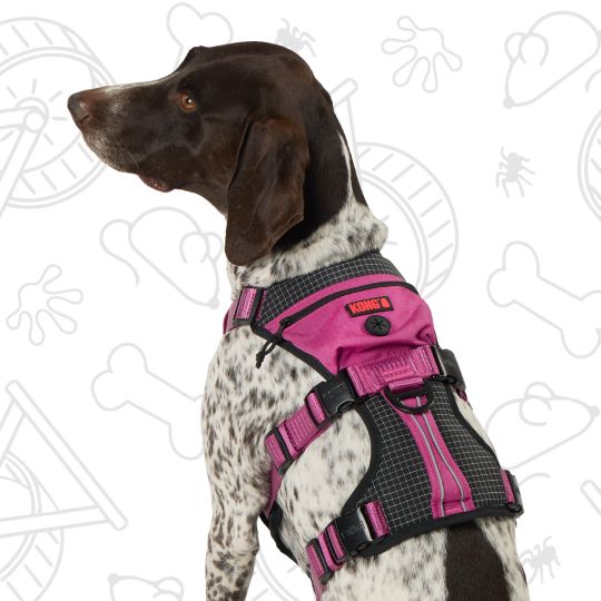 Dog wearing a KONG Adjustable Harness