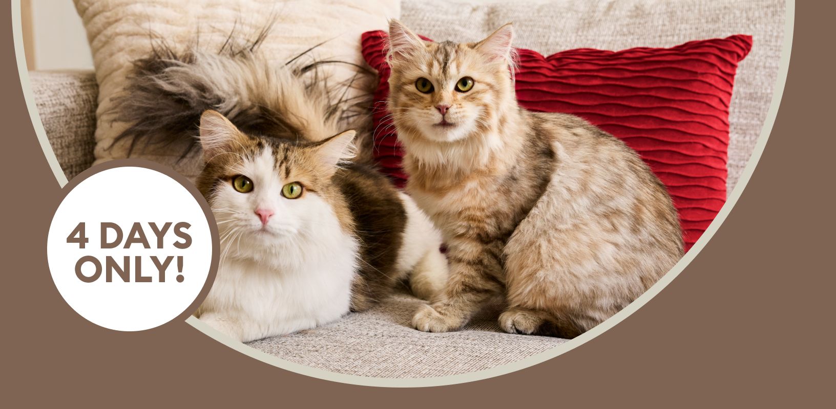 Two cats sitting together on a couch & a 4 days only callout