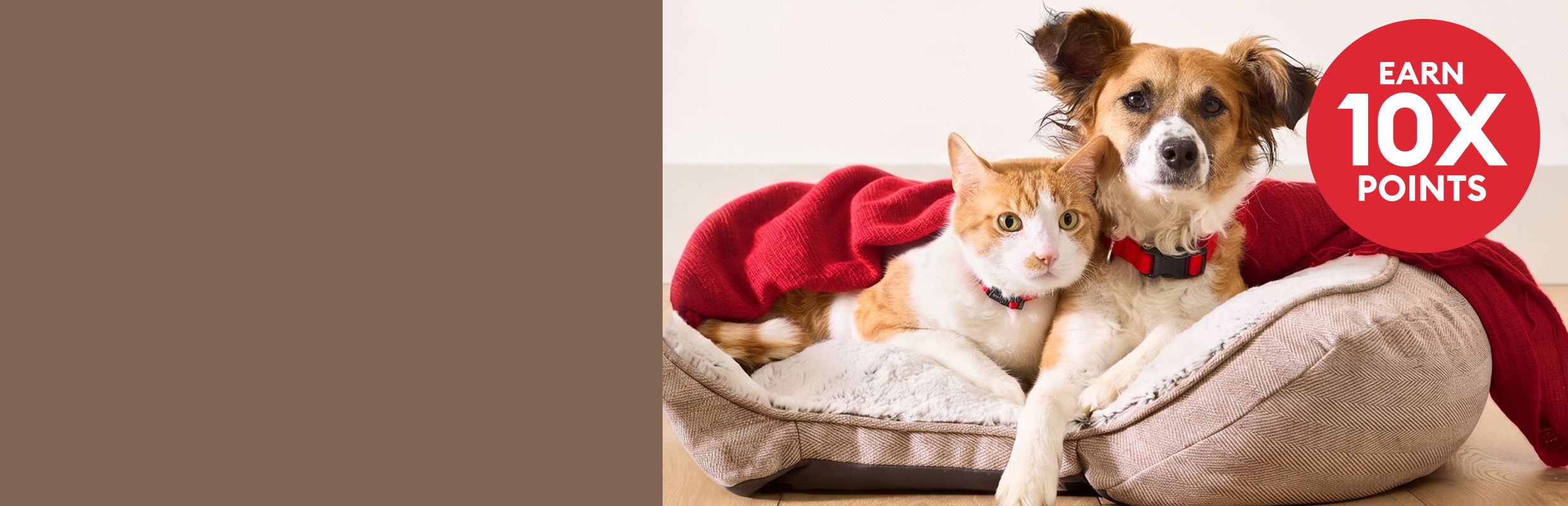 Dog & an orange tabby cat cuddling together on a bed & an earn 10X points callout