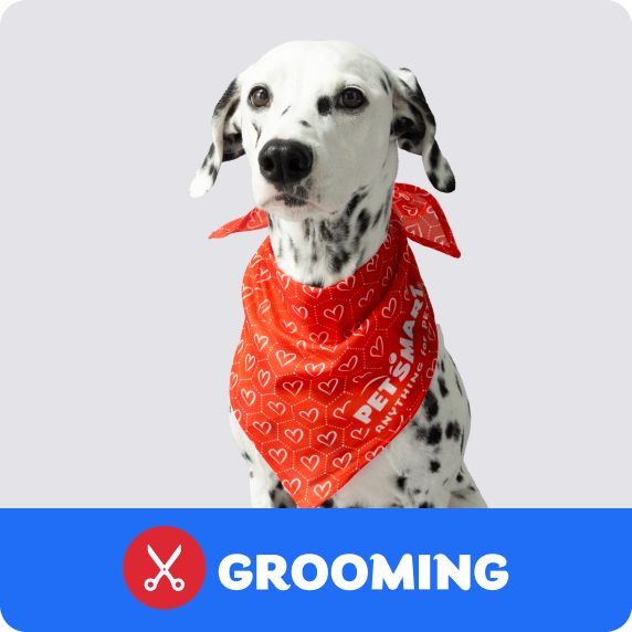 Grooming Salon logo & a dalmation wearing a colorful bandana