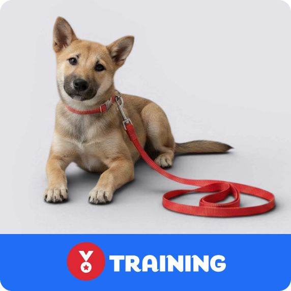 Dog Training logo & a puppy lying on the floor wearing a red collar & leash