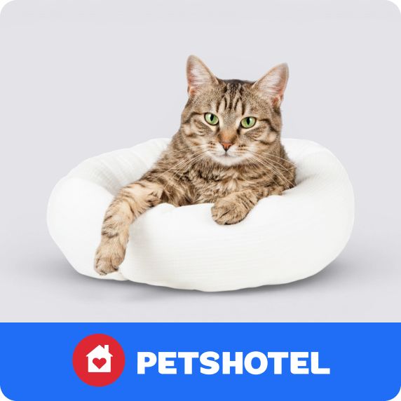 PetsHotel logo & a cat lying on a bed