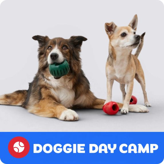 Doggie Day Camp logo, a dog lying with a green toy in their mouth & a dog standing with two red KONG toys